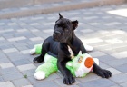 Cane Corso �t��ata.