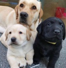 Kr�sn� �t��ata labradorsk�ho retr�vra.