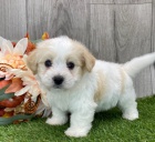 Prod�m zdrav� a o�kovan� �t��ata havanese.