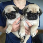 N�dhern� �t��ata mopsl�k�.