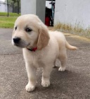 N�dhern� �t��ata zlat�ho retr�vra.