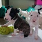 ڞasn� �t��ata Bullterrier.