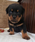 Rodokmen �t��ata Rottweiler.