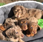 �t��ata kr�tkosrst�ch jezev��k�.