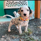 Dalmatsk� �t��ata.