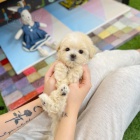 �istokrevn� �t��ata pudl�.