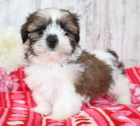 Prod�m o�kovan�, od�erven� a zdrav� �t��ata SHIH TZU.    