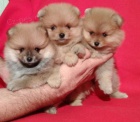 Pomeranian �t��ata k adopci. 