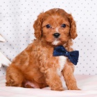 Prod�m mini �t��ata Cavapoo pejska a fenky.