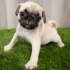 Mops �t��ata na prodej