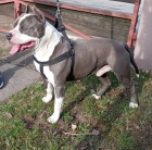 Americk� staford��rsk� teri�r �t��ata