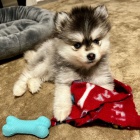pomsky �t��ata