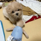 �t��ata pudl�