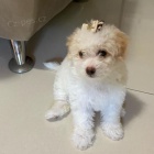 �t��ata pudl�