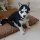 �t��ata sibi�sk�ho huskyho