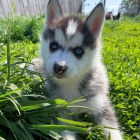 �t��ata sibi�sk�ho huskyho