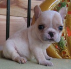 �t��ata francouzsk�ho buldo�ka na prodej od chovatele