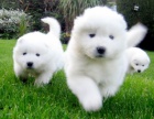 �t��ata samojed�