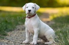 �t��ata Dogo Argentino