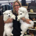 �t��ata samojeda na prodej v �esk� republice