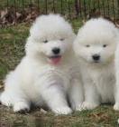 Veterin�� schv�lila �t��ata samojeda k adopci v Praze