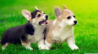 �t��ata welsh corgi pembroke na prodej pobl� m�