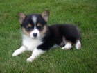 �t��ata welsh corgi pembroke na prodej pobl� m�