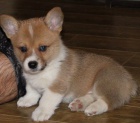 �t��ata welsh corgi pembroke na prodej pobl� m�