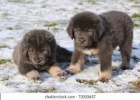Tibetsk� doga  �t��ata