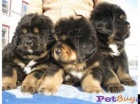 Tibetsk� doga  �t��ata