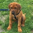 zlat� ridgeback �t��ata na prodej