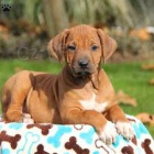 zlat� ridgeback �t��ata na prodej