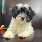 Lowchen �t��ata