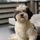 Lowchen �t��ata