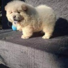 ��asn� chow chow �t��ata