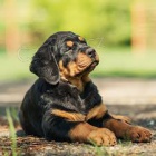 �t��ata Rotvajler jsou nyn� k dispozici