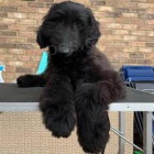 �t��ata afgh�nsk�ho honi�e