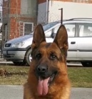 N�meck� ov��k na prodej