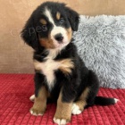 Prod�m �t��ata �istokrevn�ho bernsk�ho sala�nick�ho psa