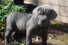 �t��ata cane corso na prodej v m�m okol�