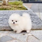 �t��ata pomeranian na prodej pobl� m�