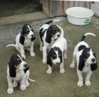 �t��ata �v�carsk�ho niederlaufsk�ho psa na prodej v m�m okol�