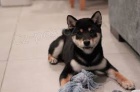 Shiba Inu �t��ata
