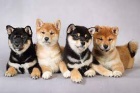 Shiba Inu �t��ata