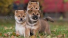 Shiba Inu �t��ata
