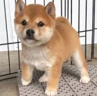 Shiba Inu �t��ata