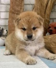 Shiba Inu �t��ata