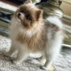 Pomeransk� �t��ata 