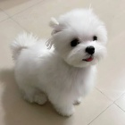 sladk� maltsk� �t���tka 