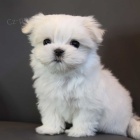 sladk� maltsk� �t���tka 